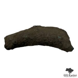 Дельфін Ольвія